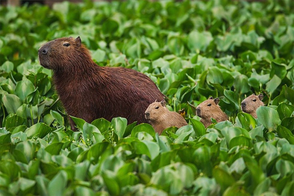 capibara