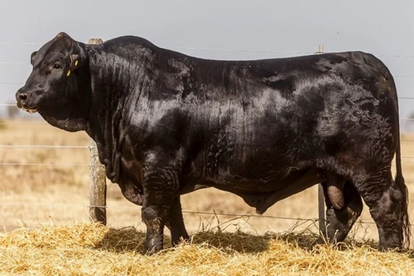 vaca