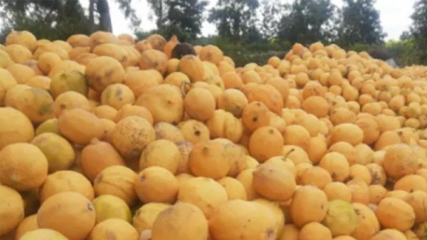 limones