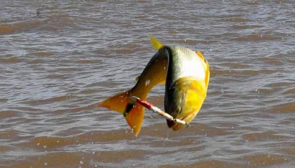 dorados