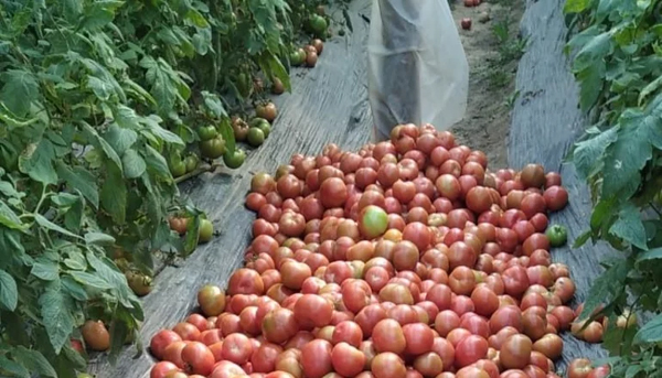 tomates