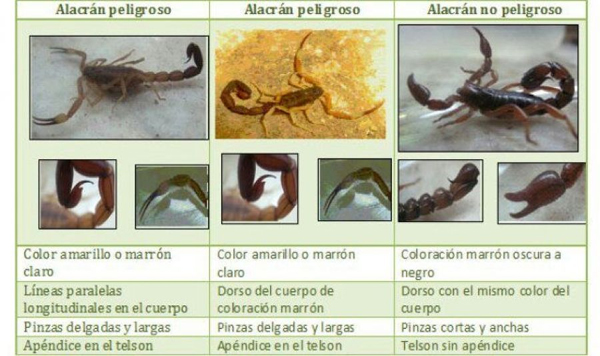 Alacranes