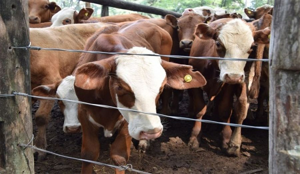 Emergencia Agropecuaria
