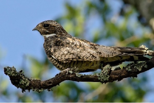 aves de Corrientes