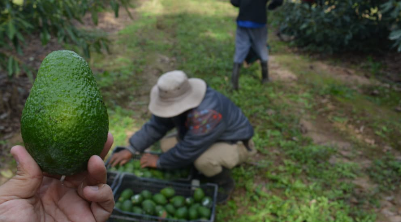 CORRIENTES CONSOLIDA UNA DE LAS MAYORES PRODUCCIONES DE PALTA Y MAMÓN