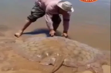 Corrientes: pescó gigantesca raya y la devolvió al río.