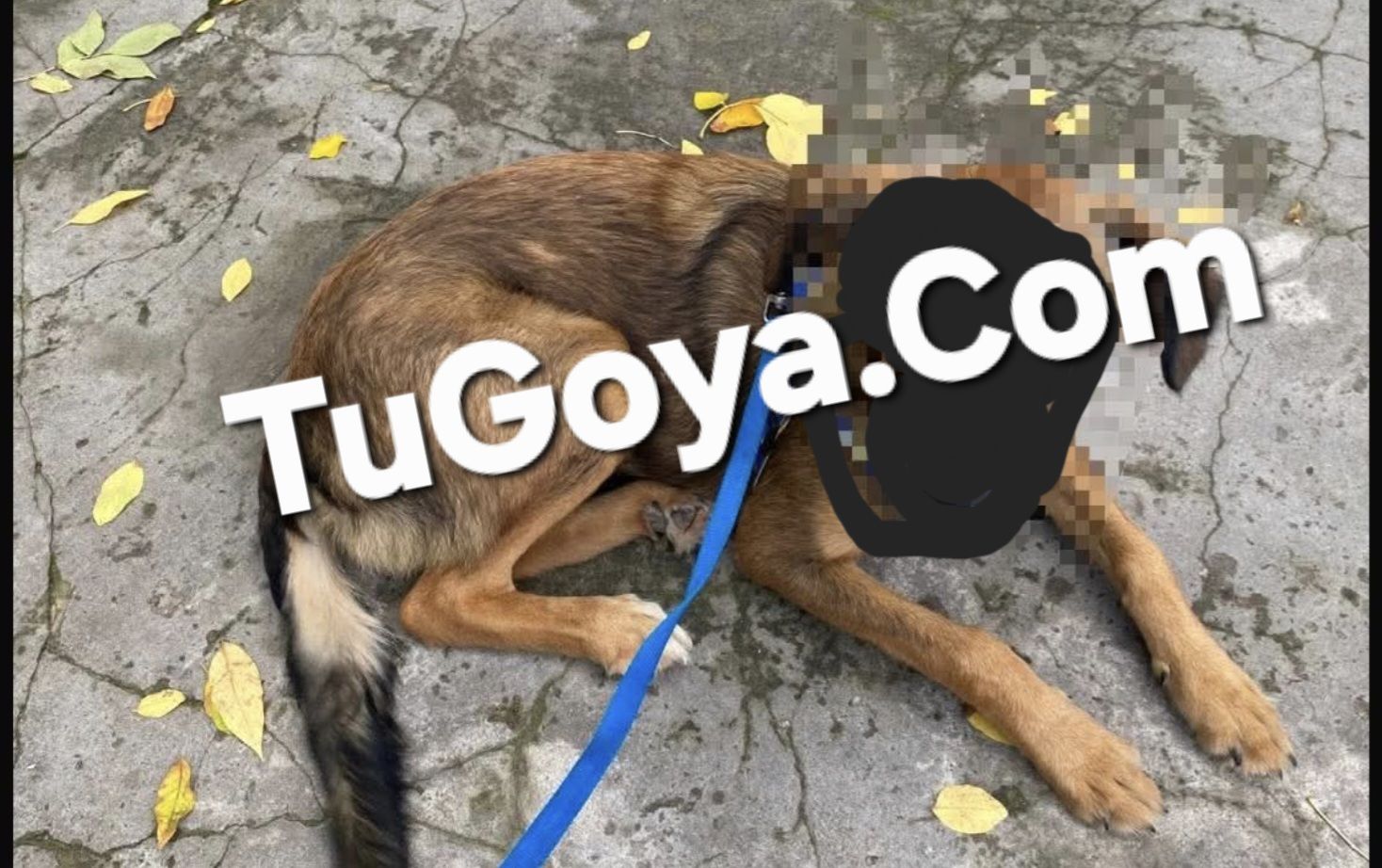 GOYA: quedó en libertad el sujeto acusado de zoofilia