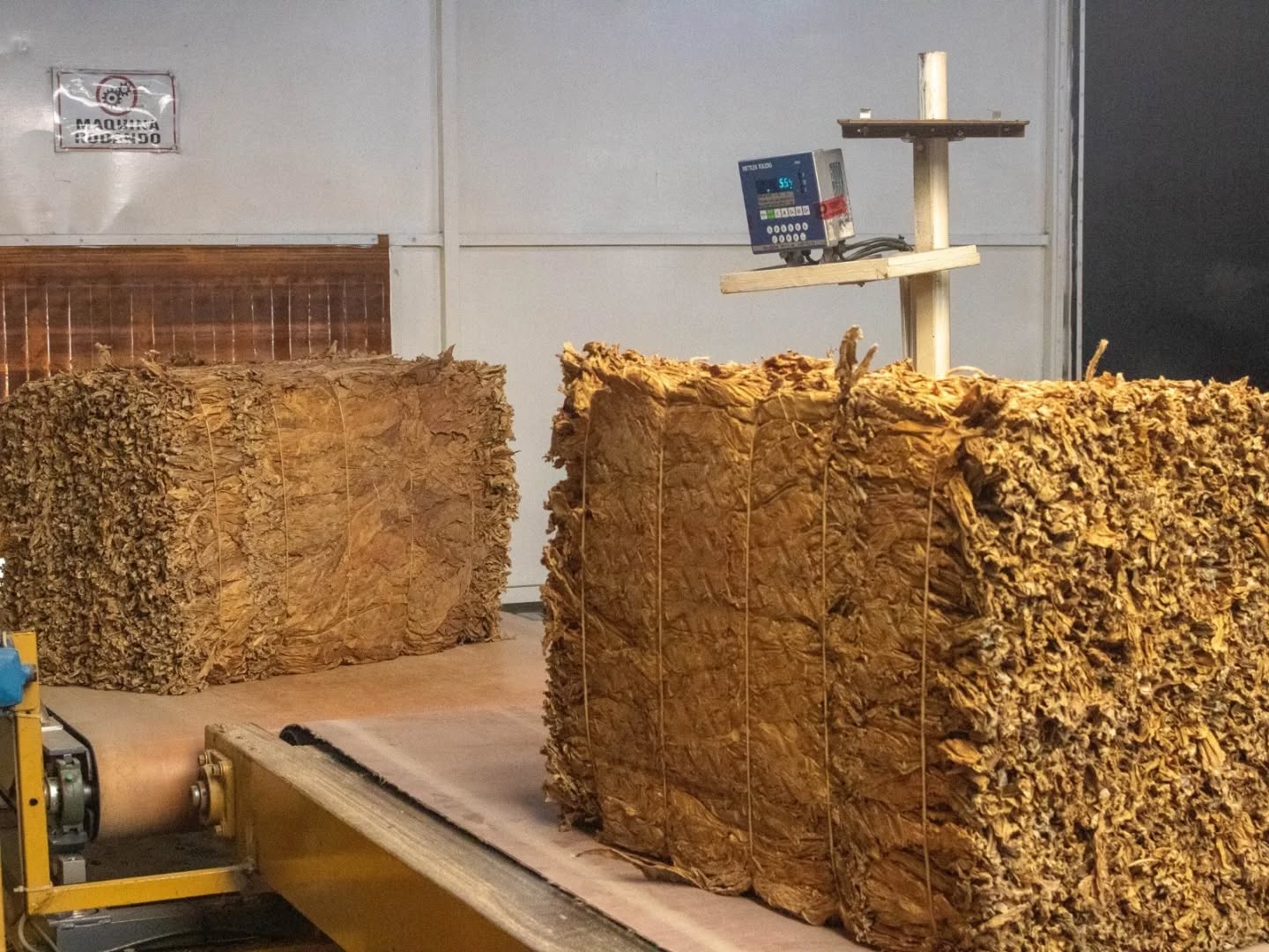 PRODUCTORES TABACALEROS COMERCIALIZAN SU TABACO EN TRES BOCAS DE ACOPIO