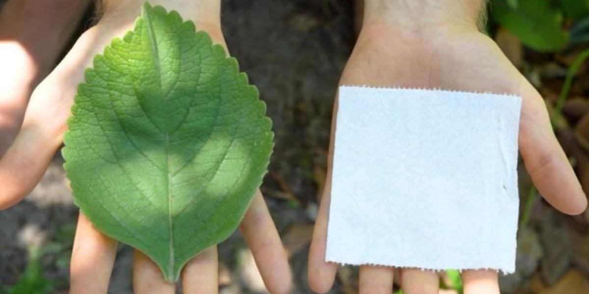 LA HOJA DEL BOLDO LLEGARÍA A SUSTITUIR EL PAPEL HIGIÉNICO DEL BAÑO