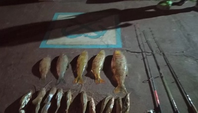 Decomisan distintas especies de pescados por más de 80.000 pesos