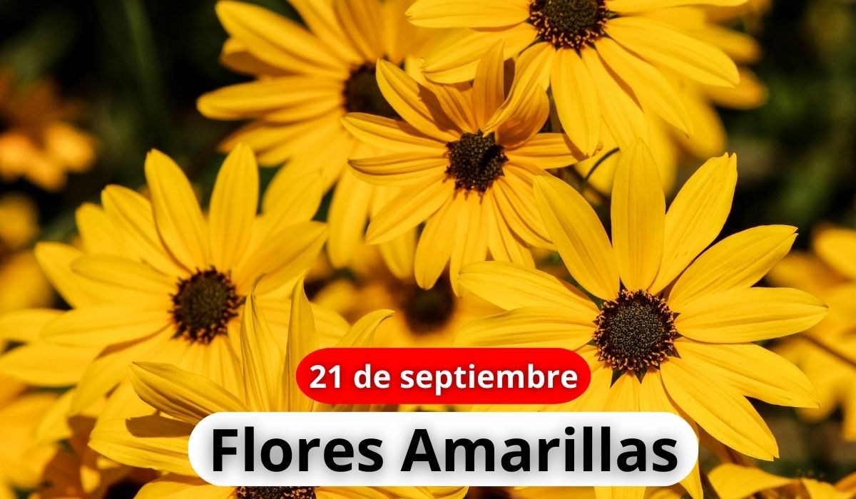 Cómo nació la tradición de regalar flores amarillas en el inicio de la primavera