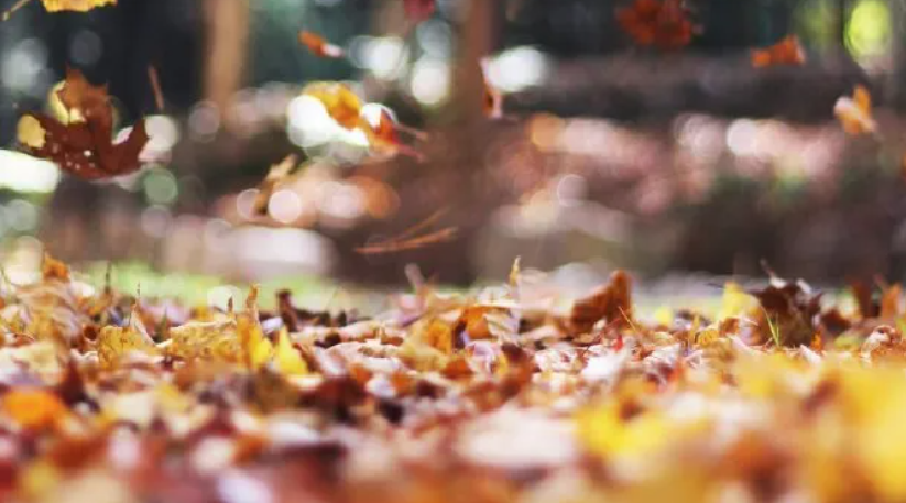 ADIÓS VERANO ¡BIENVENIDO OTOÑO 2026!