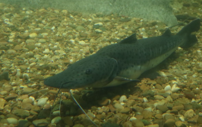 Santa Fe establece la veda para la pesca de surubí