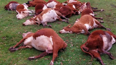 La impresionante cantidad de vacas muertas en Corrientes por una causa del clima