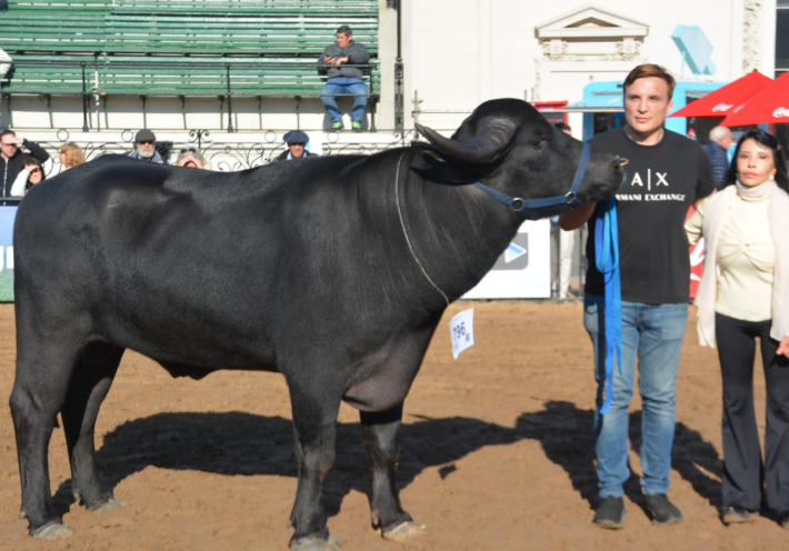 LOS BÚFALOS CORRENTINOS, PROTAGONISTAS DE LA EXPO RURAL DE PALERMO