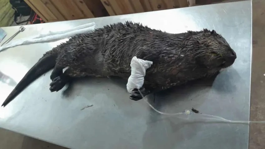 INDIGNACIÓN EN CORRIENTES POR UN HOMBRE QUE MALTRATÓ UN LOBITO DE RÍO