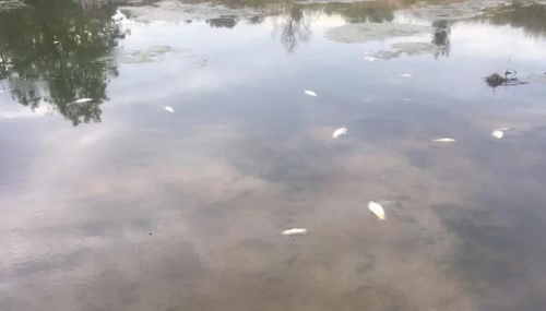 Mortandad de peces en Corrientes por la bajante