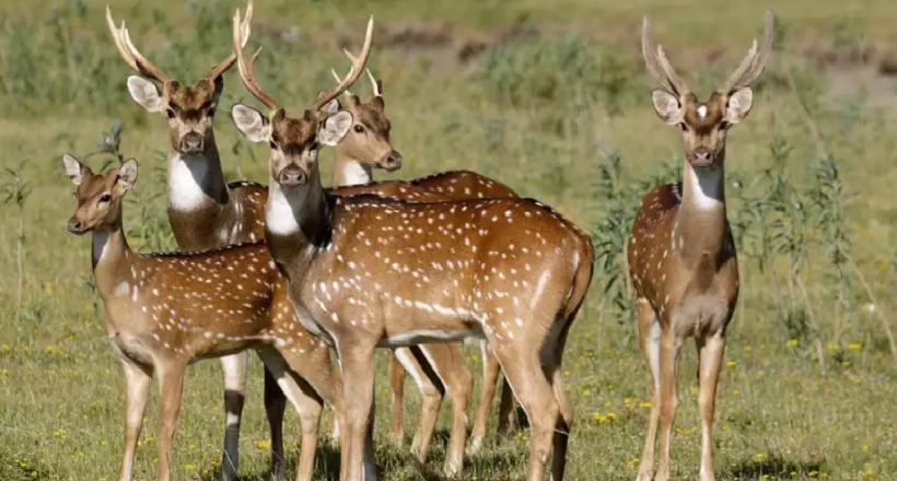 Carne de ciervo axis y chancho salvaje: Corrientes proyecta un frigorífico para industrializar fauna exótica