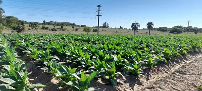 Nación transfirió $209 millones a tabacaleros de Corrientes