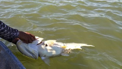 Polémica en Corrientes por la muerte de peces marcados