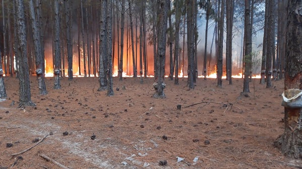 SENADOR NACIONAL VISCHI PIDE DECLARAR ZONAS DE DESASTRE POR INCENDIOS
