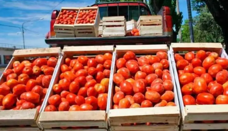 Crisis del tomate en Corrientes: productores en alerta por la apertura de importaciones y baja demanda