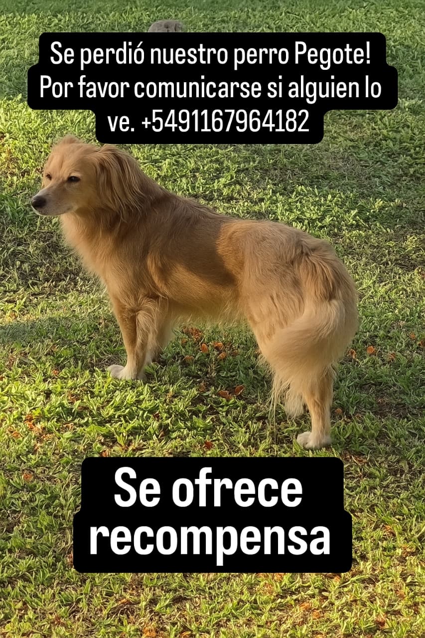 LLAMADO A LA SOLIDARIDAD: AYUDANOS A ENCONTRAR A "PEGOTE"