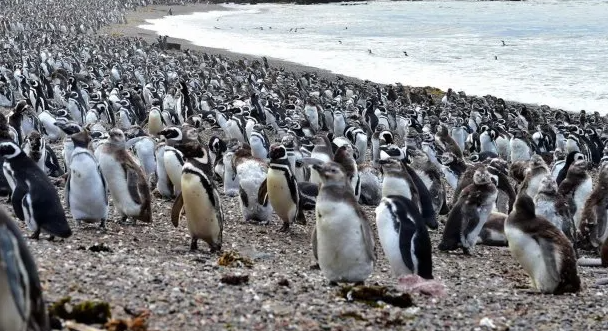 Chubut: declararon culpable a productor agropecuario por matanza de pingüinos en Punta Tombo
