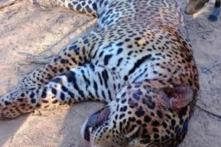 SOLO HABÍA 5 EN LA REGIÓN CAZARON Y LE QUITARON EL CUERO A OTRO YAGUARETÉ EN FORMOSA