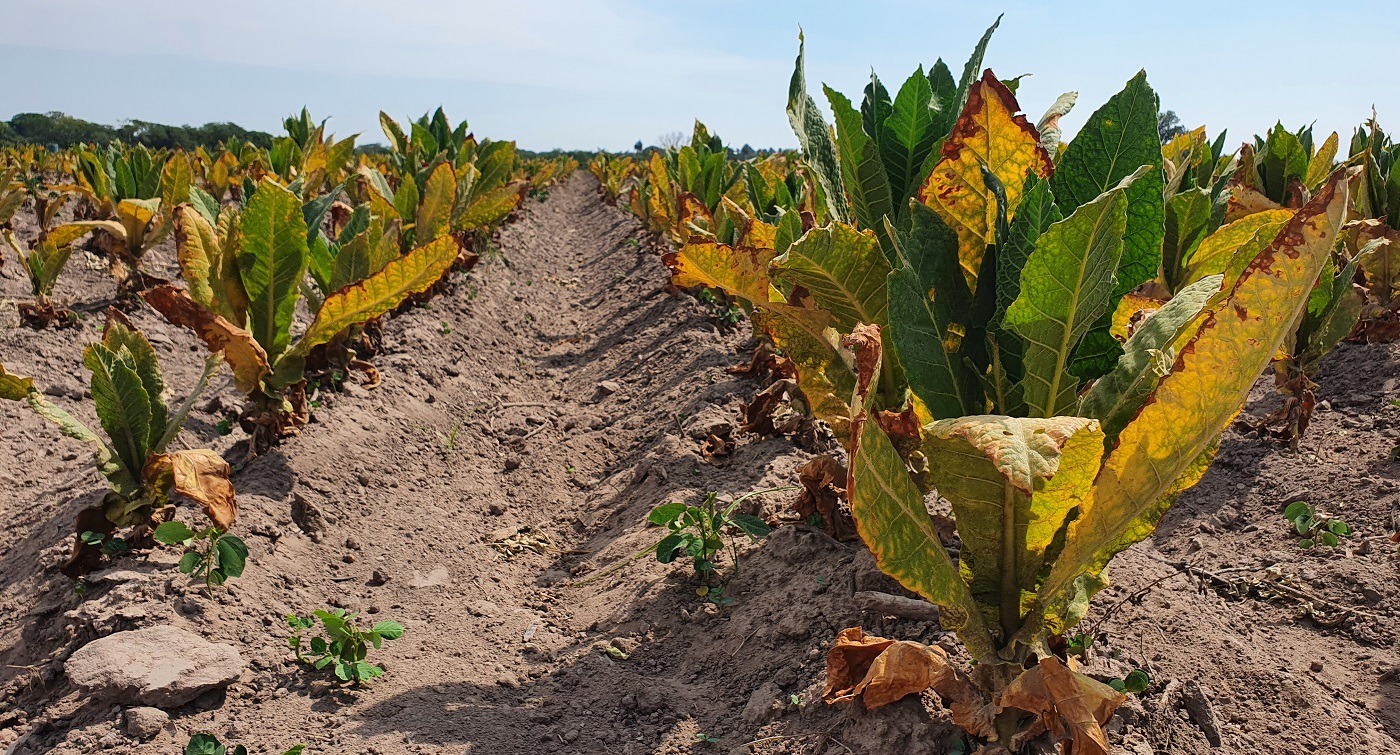 Asistencia financiera por sequía: El IPT concretó el pago a productores tabacaleros