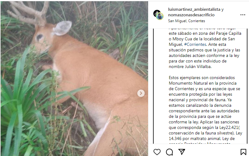 EXIGEN JUSTICIA POR LA CAZA ILEGAL DE UN CIERVO DE LOS PANTANOS EN SAN MIGUEL