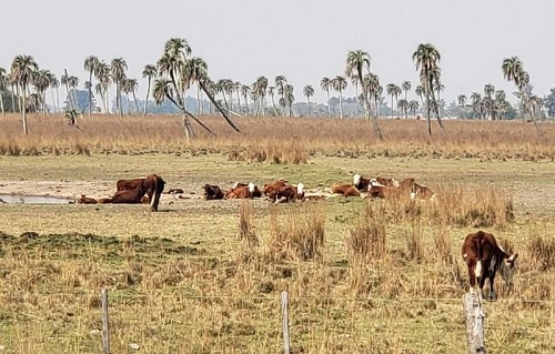 emergencia agropecuaria