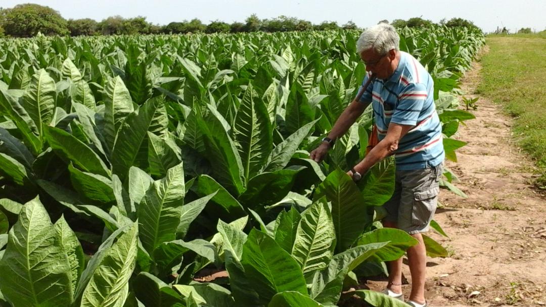 PRODUCCIÓN PRIMARIA: ENSAYO PRODUCTIVO TABACO PARA CAPA, COBERTURA DE CIGARRO