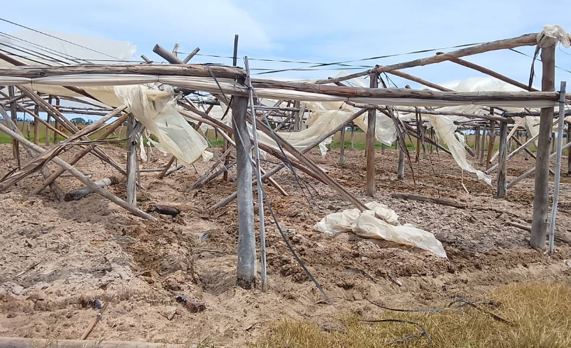 PRODUCTORES CORRENTINOS SUFREN PÉRDIDAS POR EL TEMPORAL
