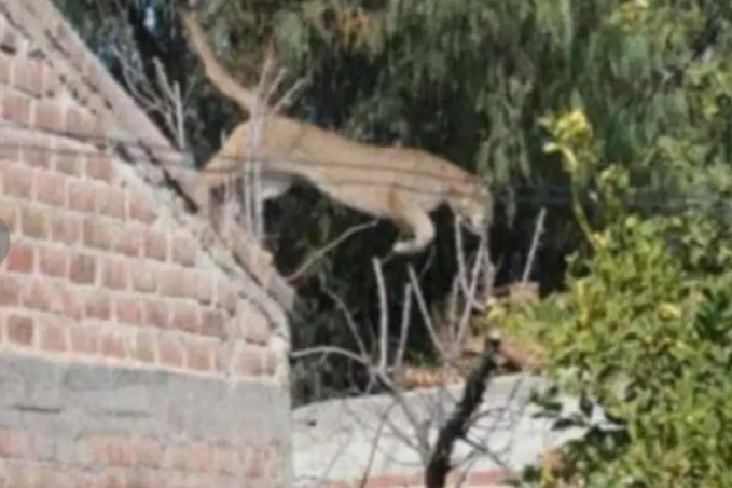 CAPTURARON A UN PUMA CON OPERATIVO POLICIAL Y AMBIENTAL