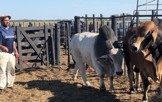  Genética y Tecnología Ganadera UN VISTAZO A LA PRÓXIMA EXPOSICIÓN NACIONAL DE RAZAS