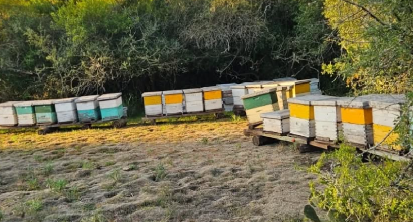 SAUCE: ALLANAN UN CAMPO CORRENTINO Y APARECEN 40 COLMENAS ROBADAS EN ENTRE RÍOS
