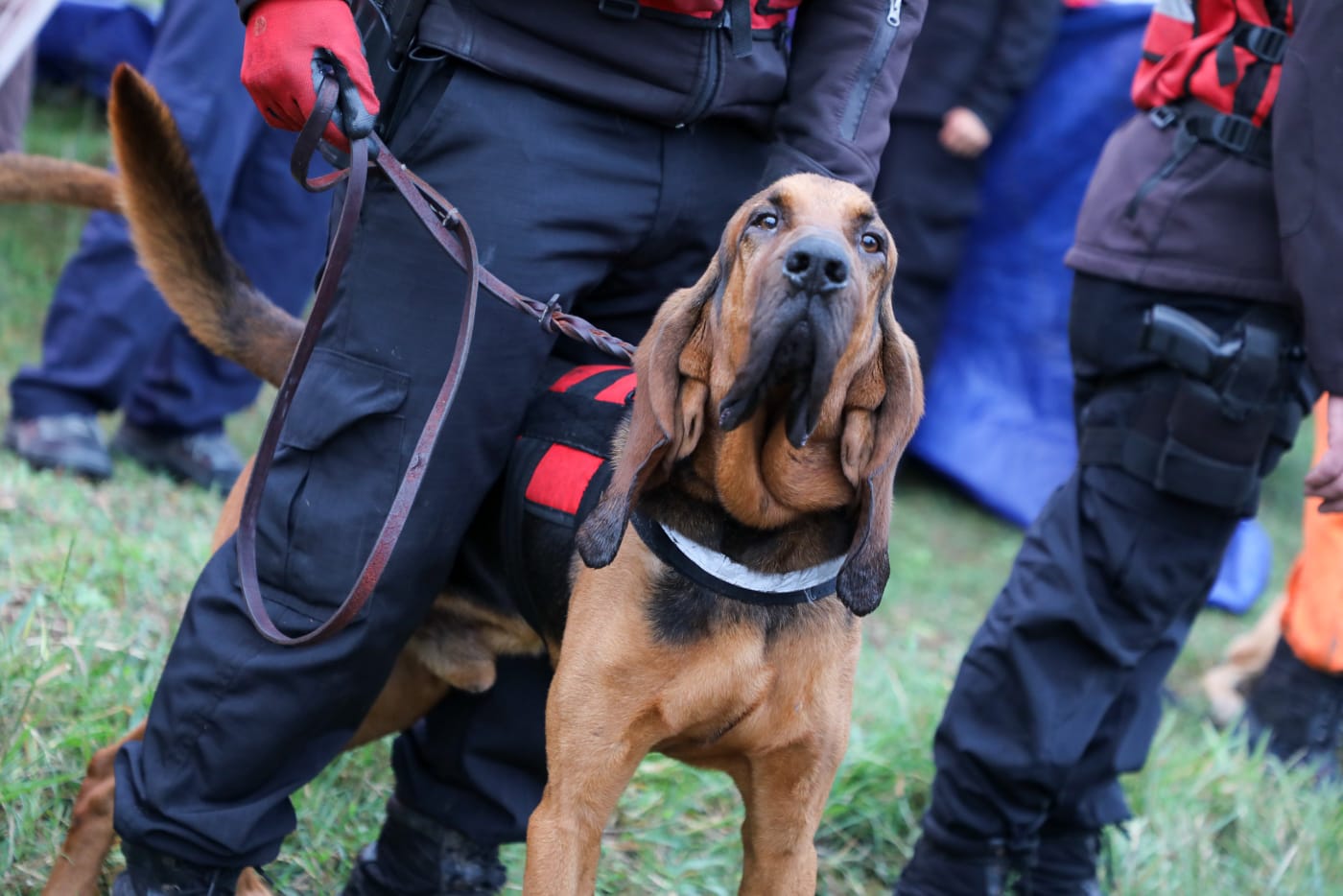  CÓMO SIGUE LA BÚSQUEDA DE LOAN EN CORRIENTES: CÓMO ES EL TRABAJO DE LOS PERROS