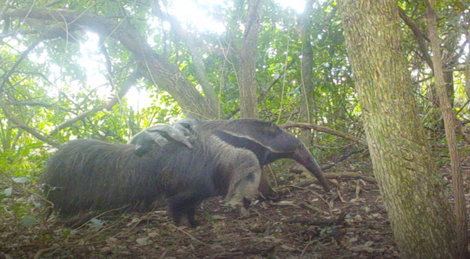 PROYECTO DE REINTRODUCCIÓN PARQUE IBERÁ: SE REGISTRARON OSOS HORMIGUEROS MELLIZOS POR PRIMERA VEZ EN ARGENTINA