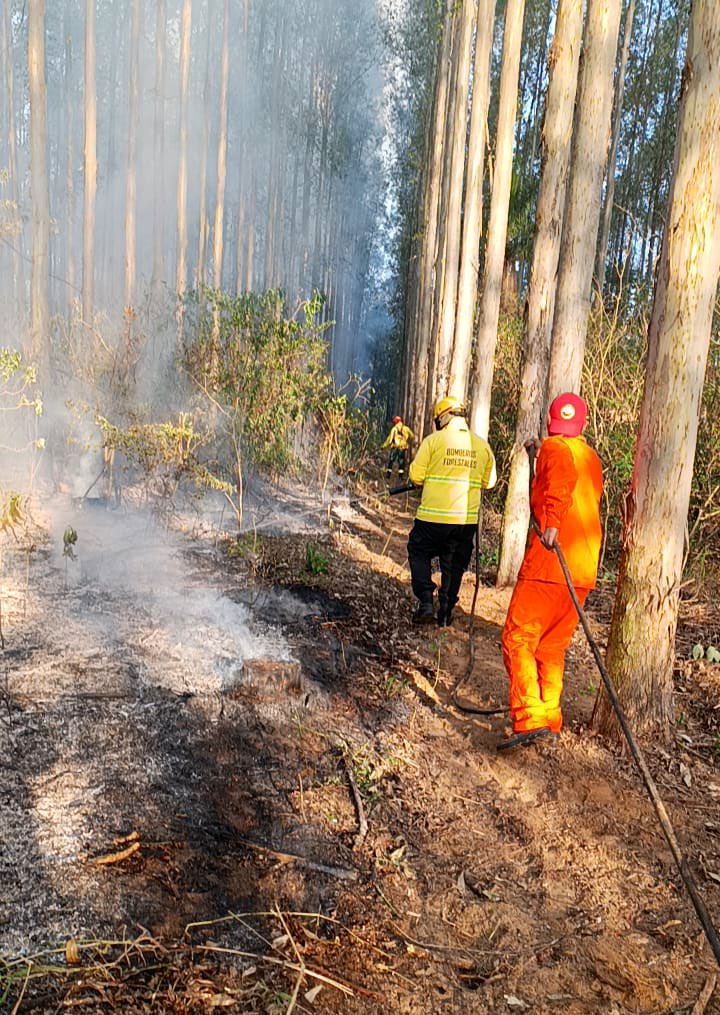 LA BRIGADA DE INCENDIOS FORESTALES INTERVINO RÁPIDAMENTE EN UN FOCO SOBRE RUTA 12