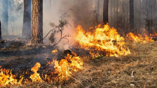 Defensa Civil realiza una serie de recomendaciones para evitar incendios forestales en Corrientes   