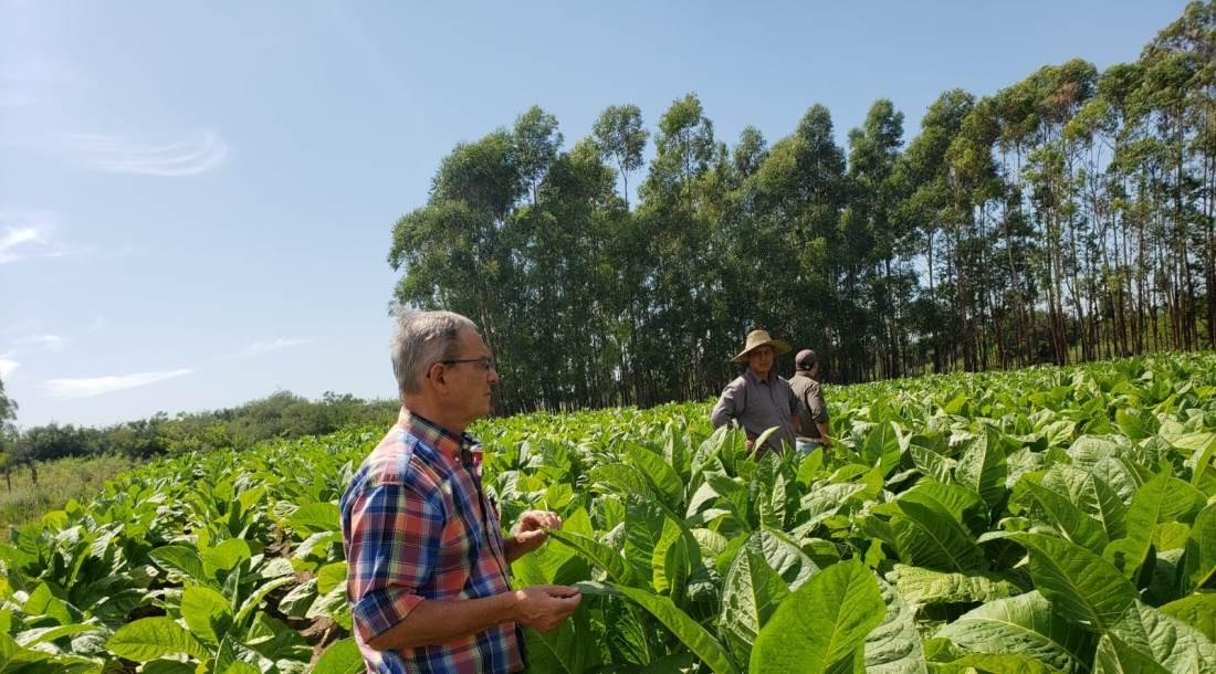 ing correa plantacion