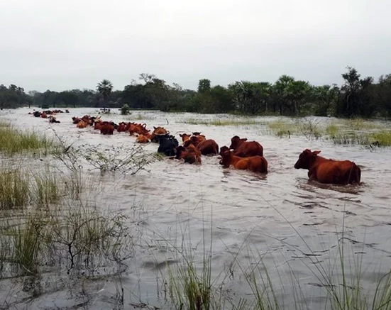 Un joven murió ahogado cuando arreaba animales e intentó cruzar el río