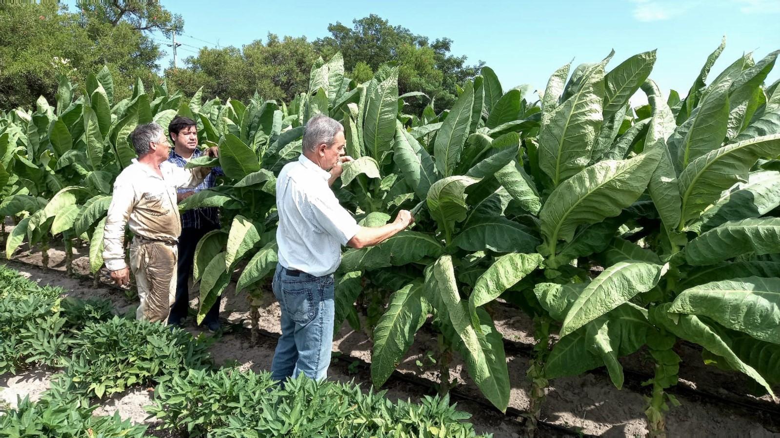 ipt tecnologia en el tabaco
