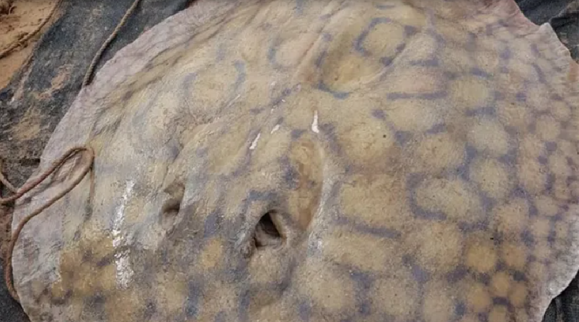 Récord histórico: el viaje de una raya gigante en el río Paraná que sorprende a los científicos