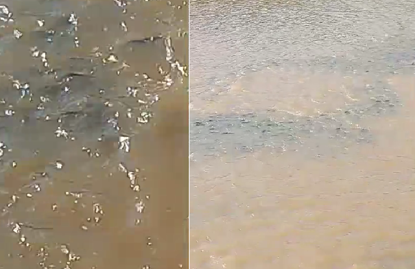 IMPACTANTE HALLAZGO: APARECIÓ UN CARDUMEN DE SÁBALOS EN EL ISORÓ