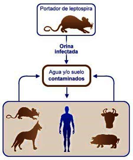 Recomiendan cuidados ante casos de Leptospirosis en caninos.