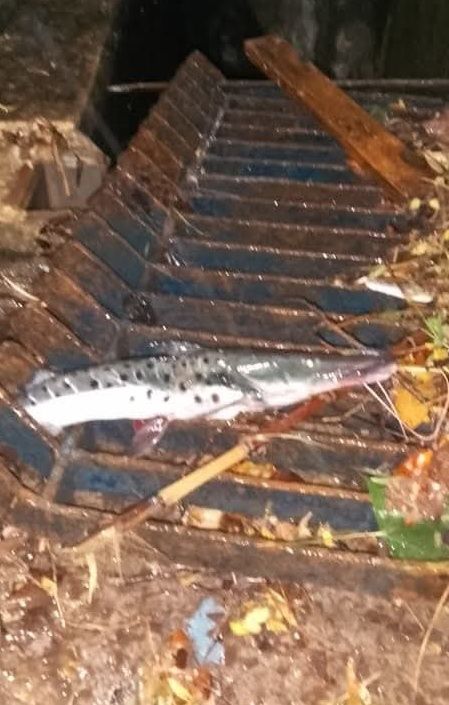 PRODEGO RESCATÓ SURUBÍ ATRAPADO EN ESTACIÓN DE BOMBEO DE GOYA