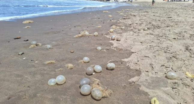 ¿Qué son los arribazones?: el extraño fenómeno de las playas de Mar del Plata