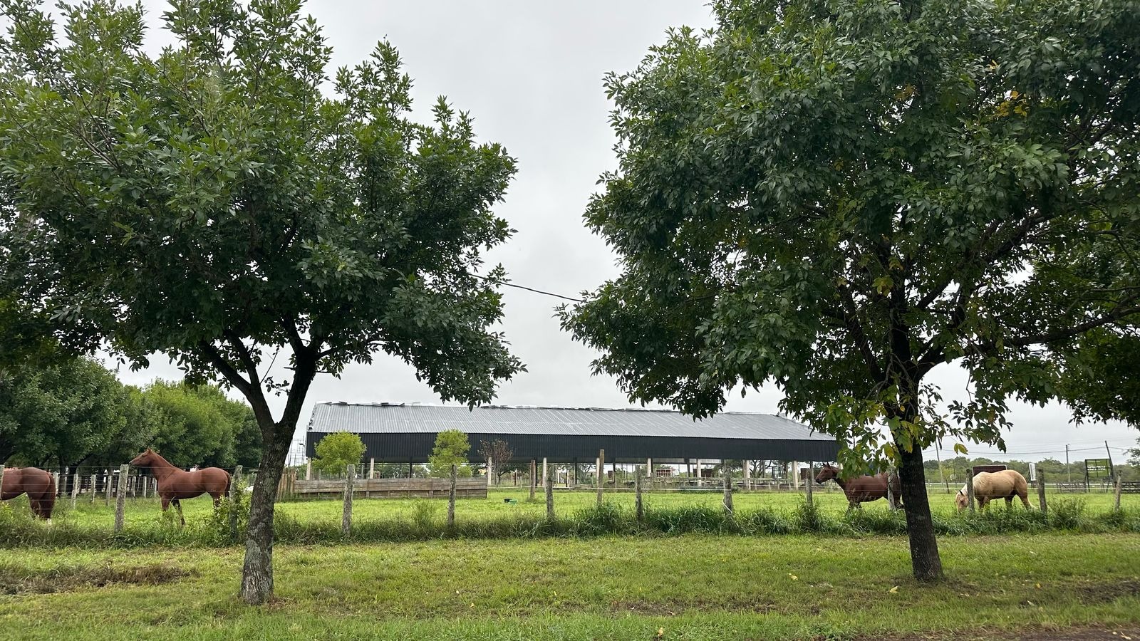 EL NUEVO TEMPLO DE LAS RAZAS: CORRIENTES LEVANTA UN GALPÓN A LA ALTURA DE LAS NACIONALES